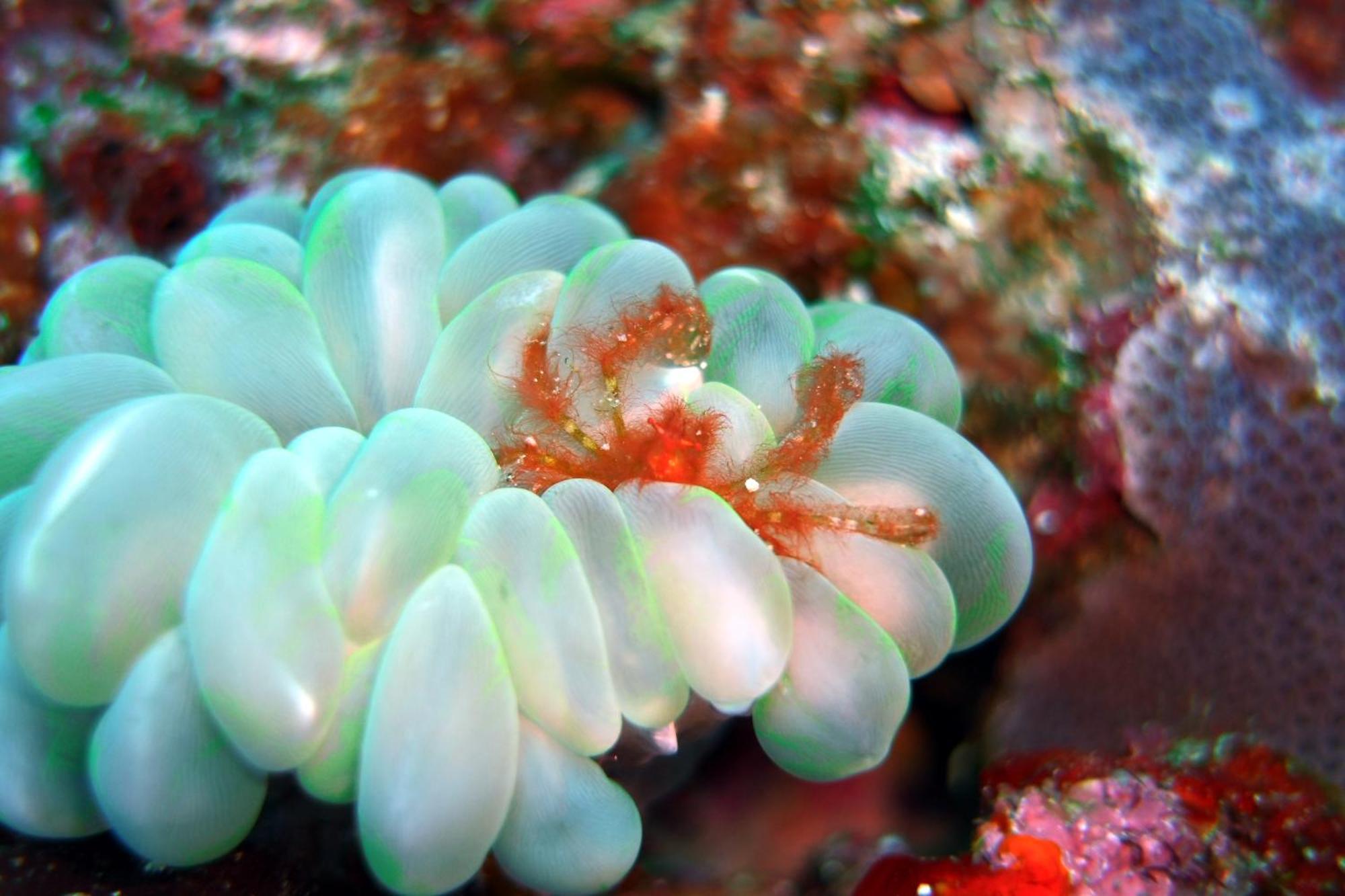 Bunaken Sea Garden Resort Экстерьер фото