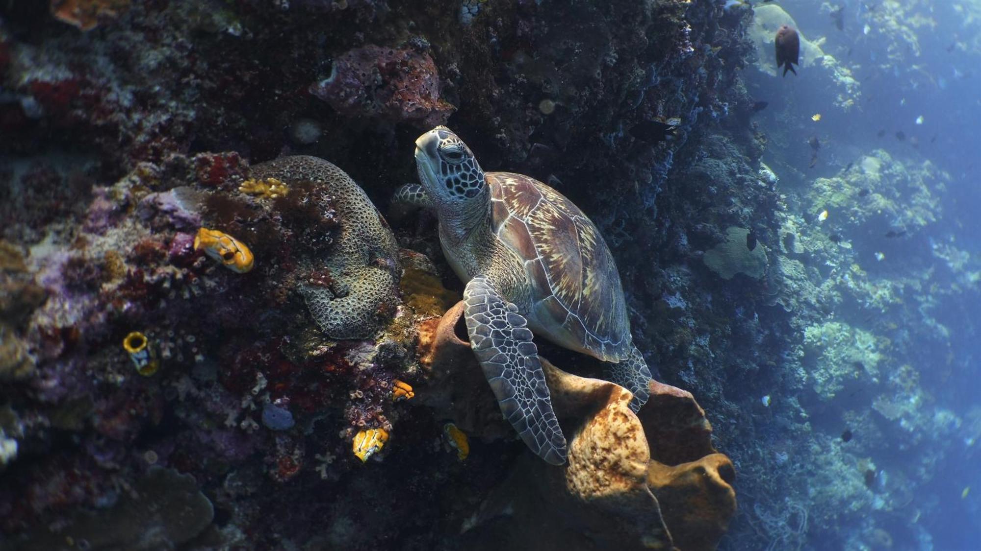 Bunaken Sea Garden Resort Экстерьер фото