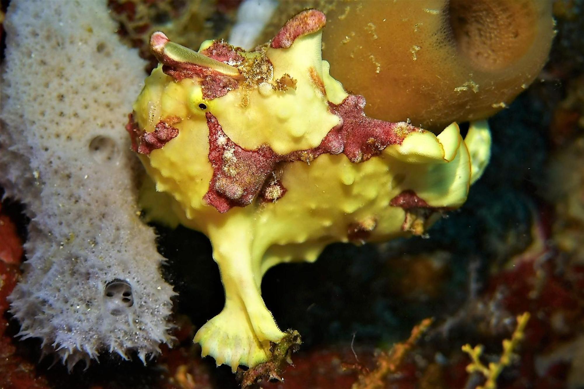 Bunaken Sea Garden Resort Экстерьер фото