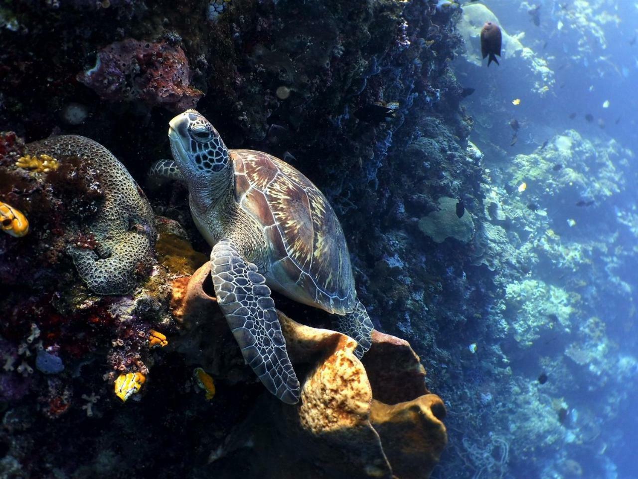Bunaken Sea Garden Resort Экстерьер фото
